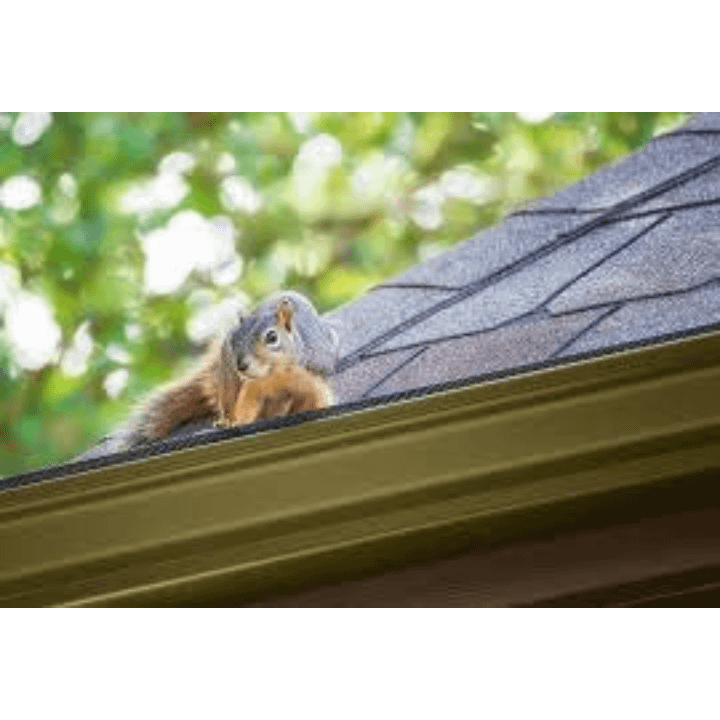 Squirrels Eat Lead Flashings: Roofing Risks Revealed