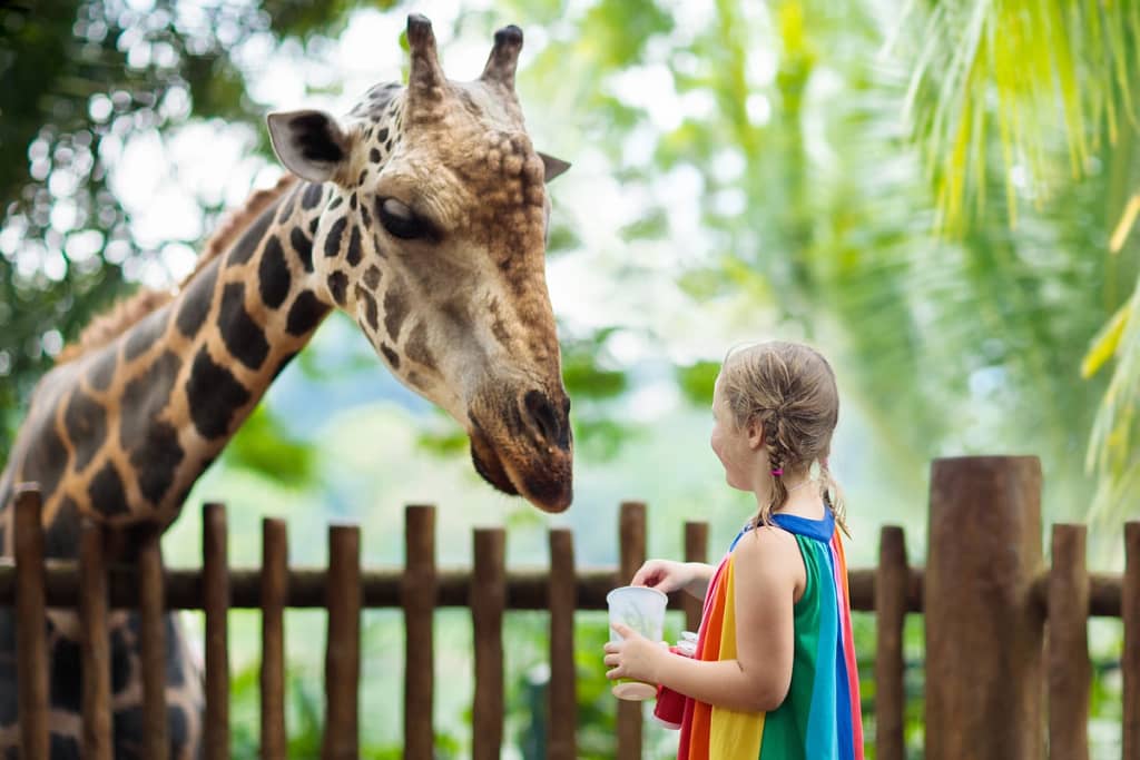 Oklahoma city zoo child feeding a giraffe