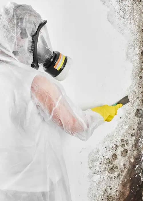 Mold Removal