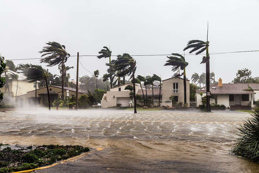 wind and water storm in florida. trees leaning