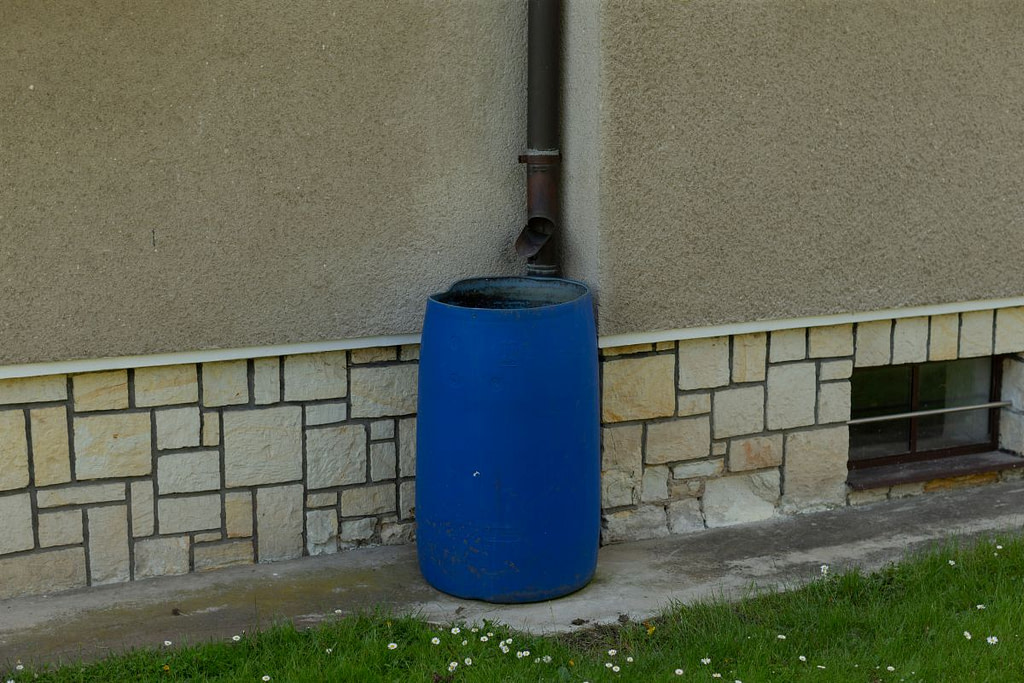 Blue rain barrel collecting downspout water