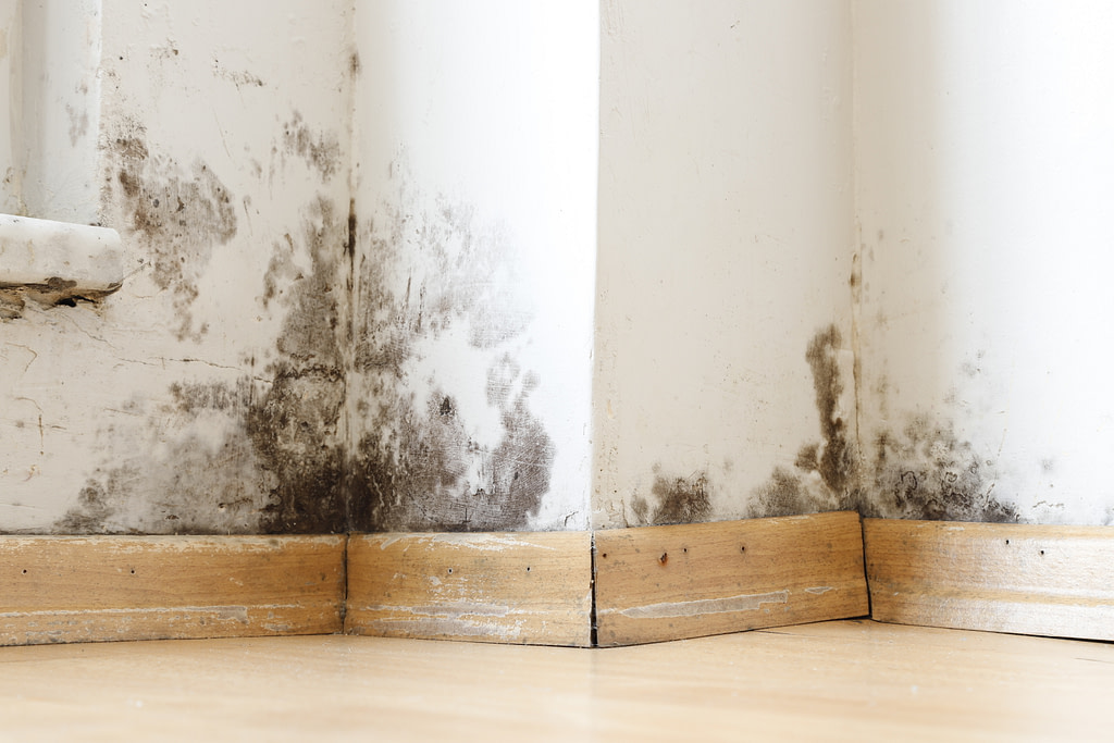 poorly insulated attic damaged by black mold and fungus, dampness or water