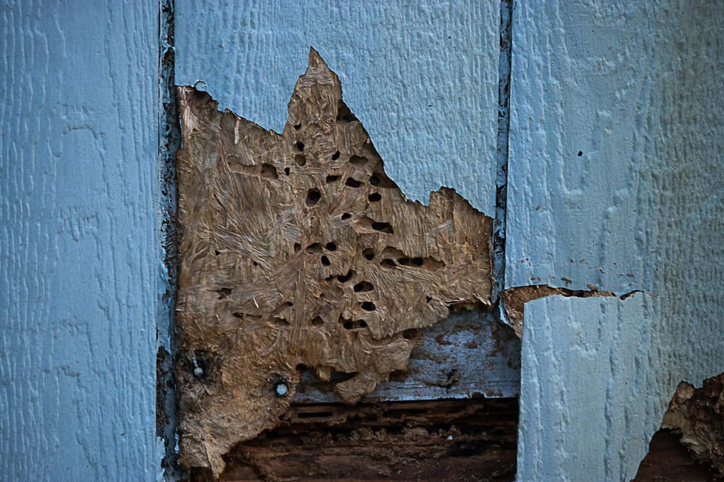 signs to consider replacing rotten wood siding
