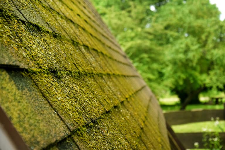 roof moss removal-close up of a moss covered roof