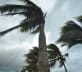 palm trees blowing in the hurricane season