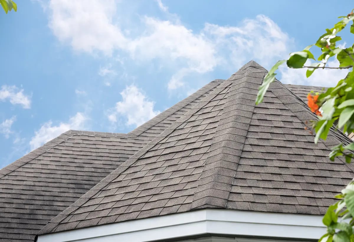 leaves and a shingle roof