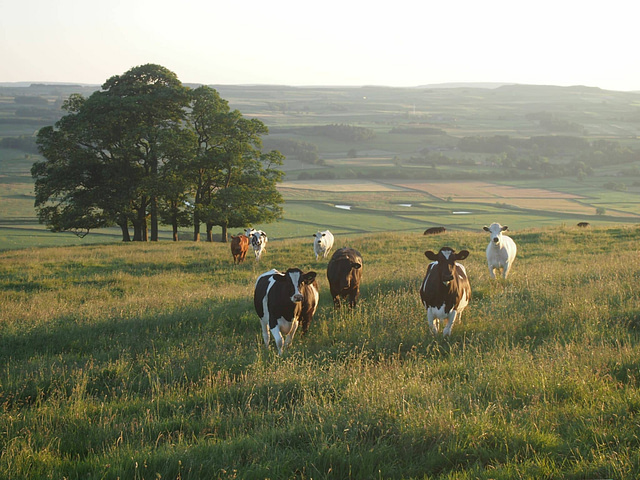 Agriculture blogs about cows.