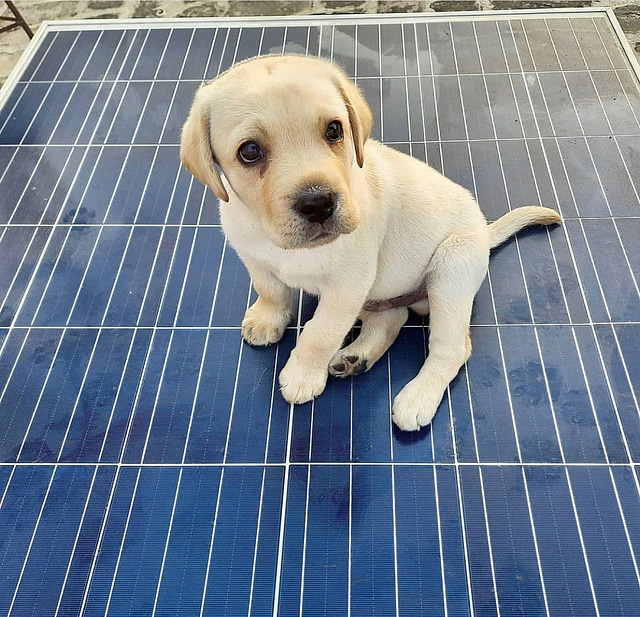 Dog on Solar Panels Cute