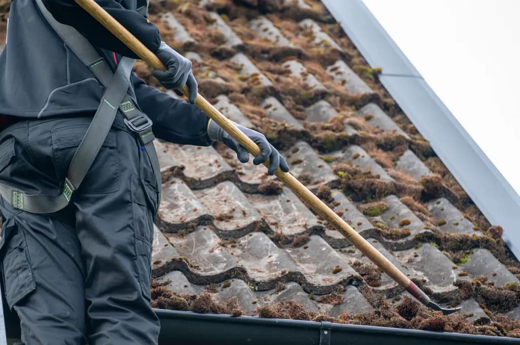 moss removal