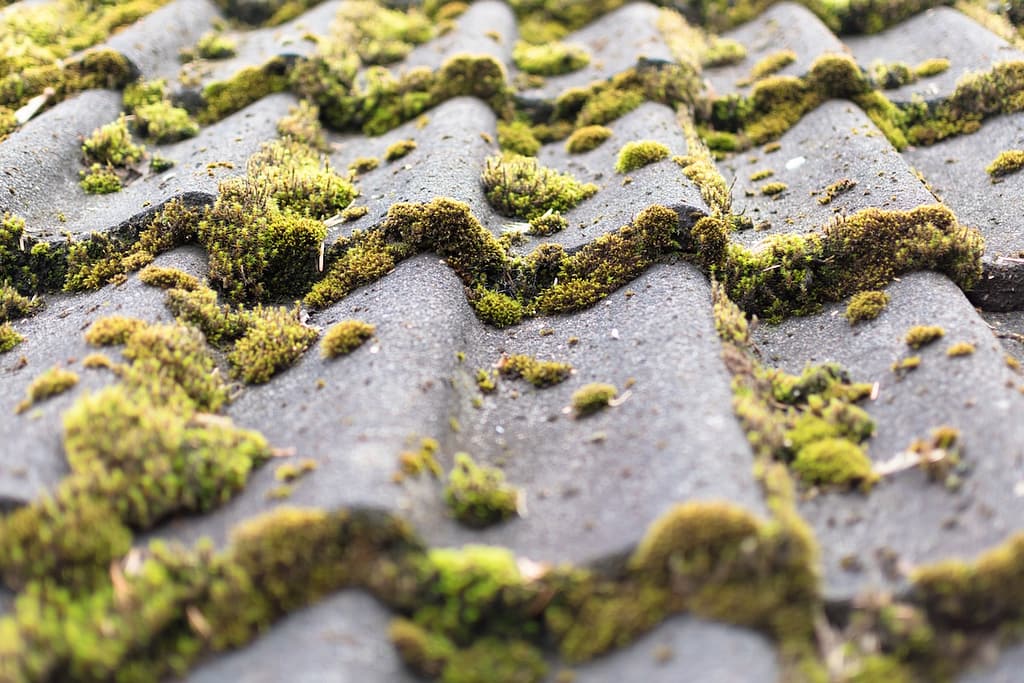 Close-up of weathered, wavy gray roof tiles covered with patches of green moss growing in clusters and between the ridges.