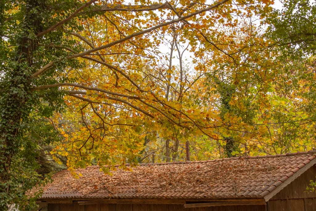 rooftop with lots of debris in need of clearing off for winter roof maintenance
