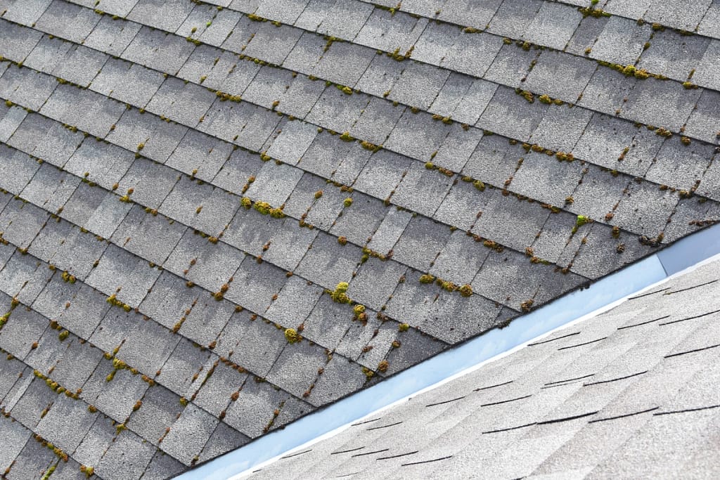 moss growing on your shingles is a sign it's time for a roof replacement