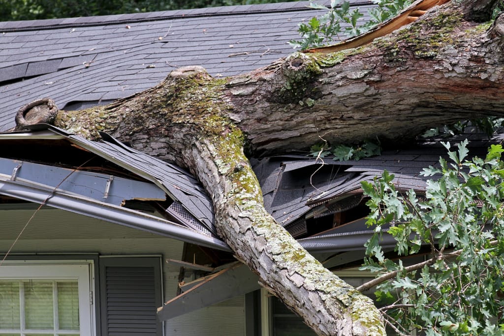 tree on roof