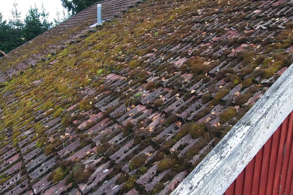 How old is your roof moss growth