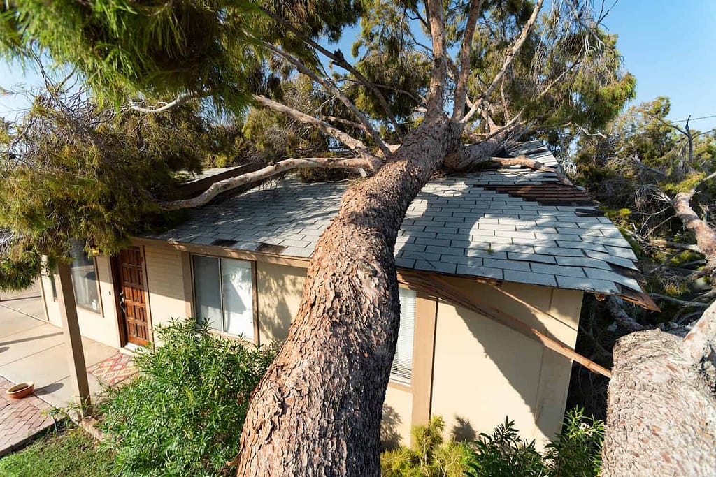 get insurance to pay for roof replacement roof storm damage from fallen tree