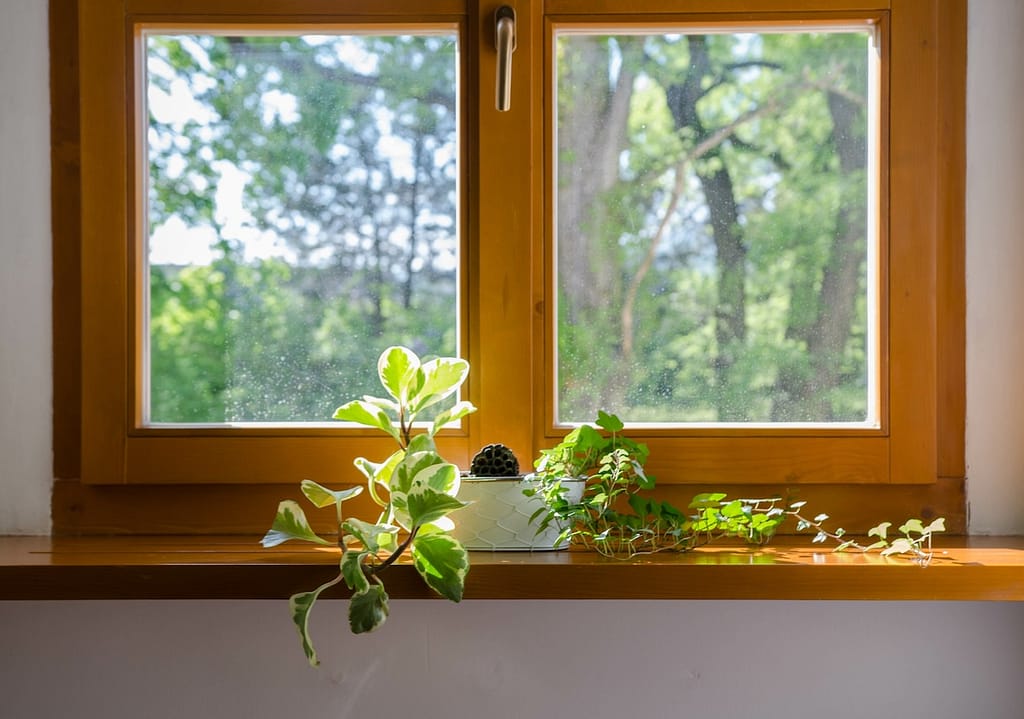 Plants in pot in the window - soft afternoon sunlight