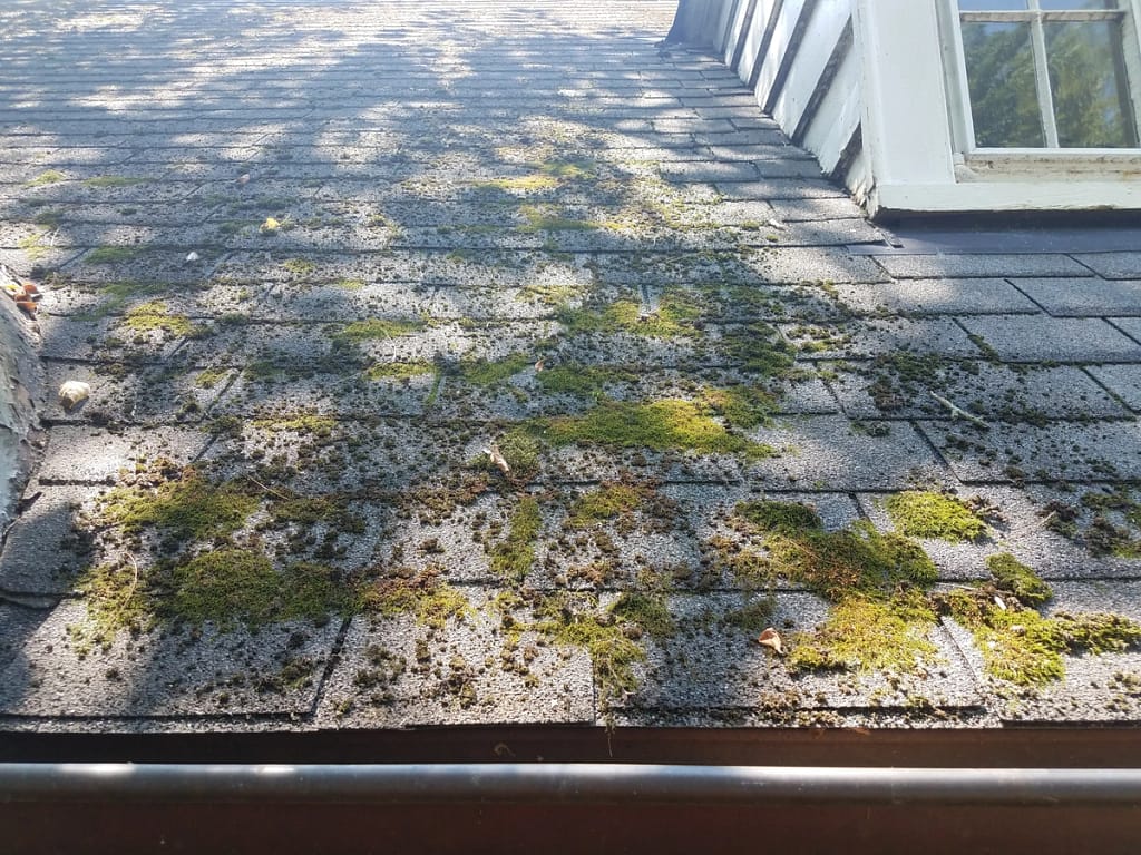 Close up of moss on roof shingles