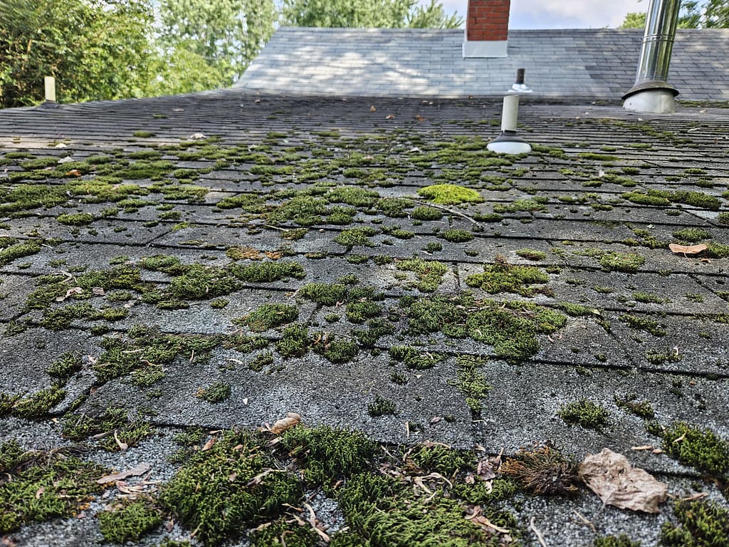 Lots of moss on a roof