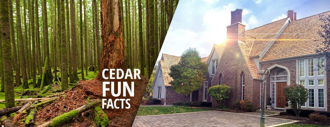 Fun Facts About Cedar