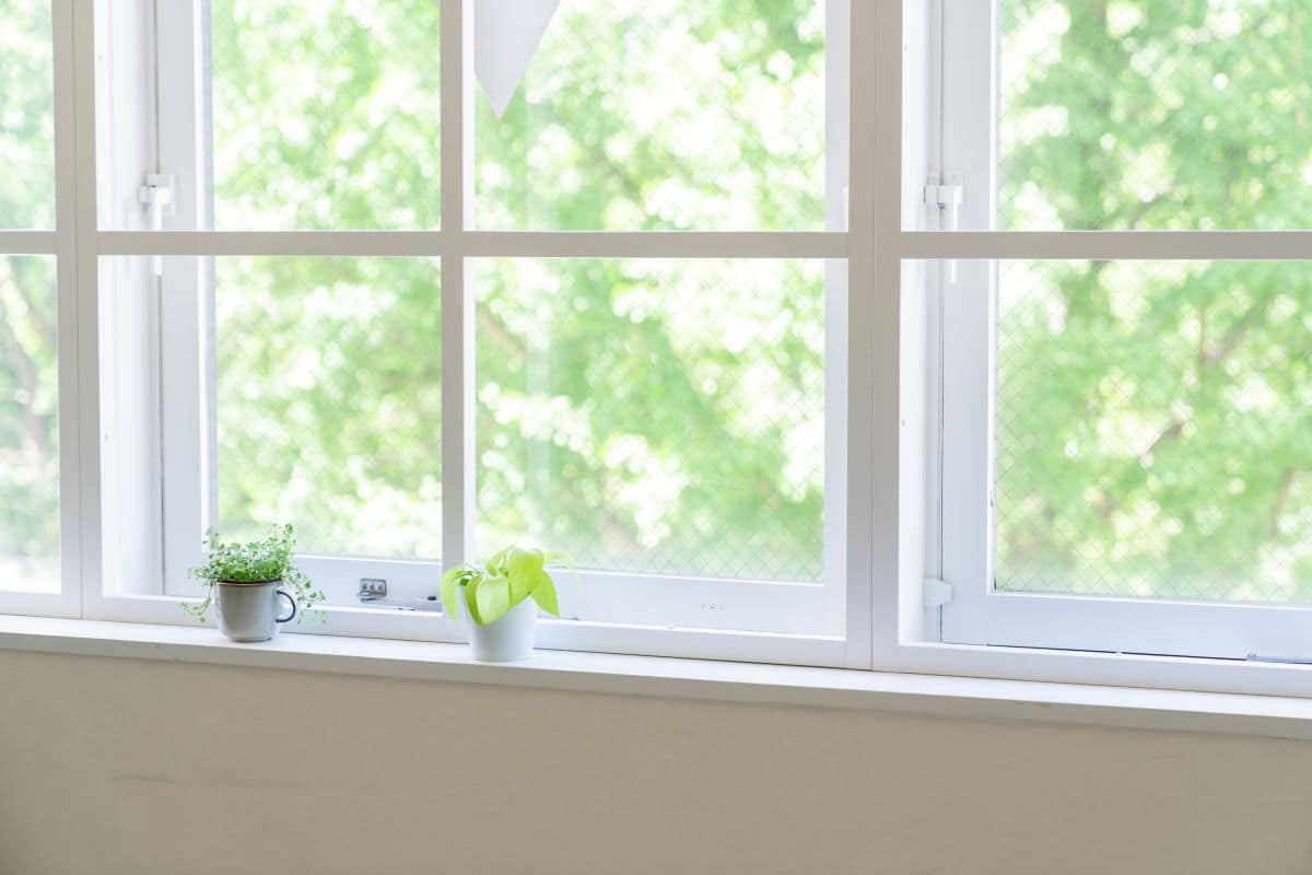 small plants on a windowsill