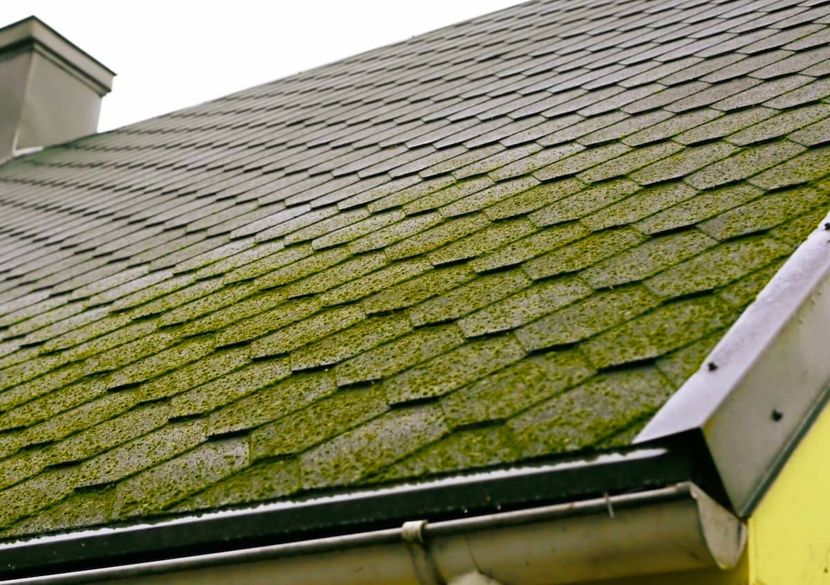 A house roof covered with dark shingles shows significant green moss and algae growth