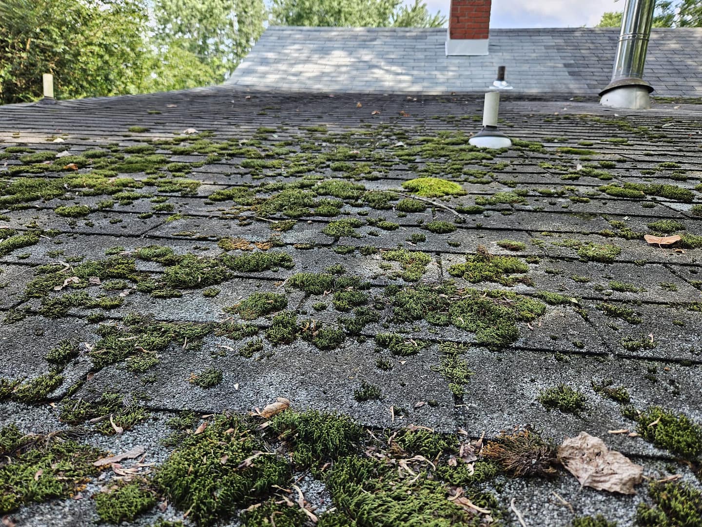 Roof covered with moss and algae growth Roof Repair Roof Replacement Roofing Contractor Salisbury MD G and Bros Roofing LLC