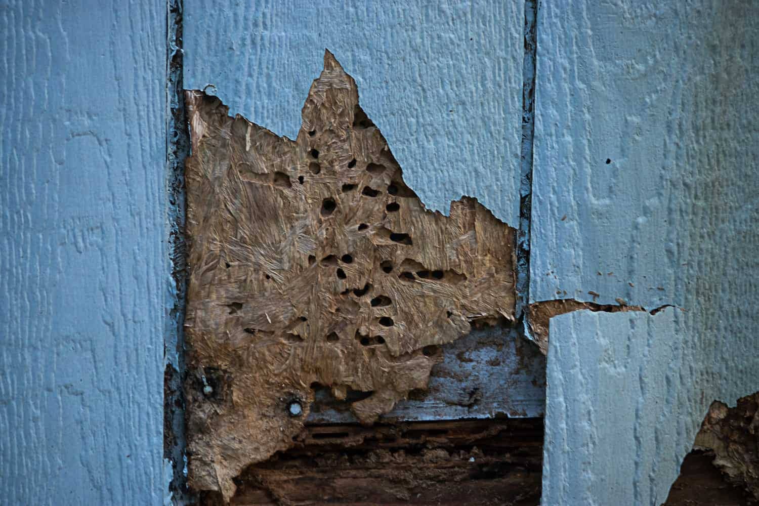 when to replace vinyl siding insect damage