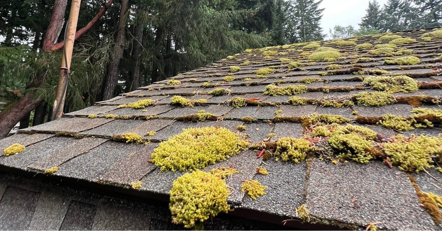 moss growth on asphalt shingle roof in washington