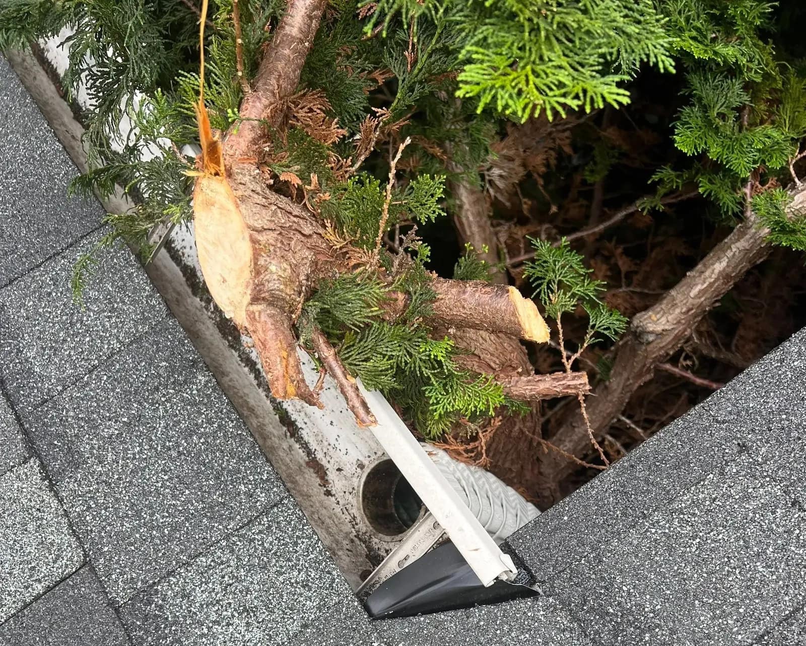 Closeup of roof storm damage with fallen tree on roof.