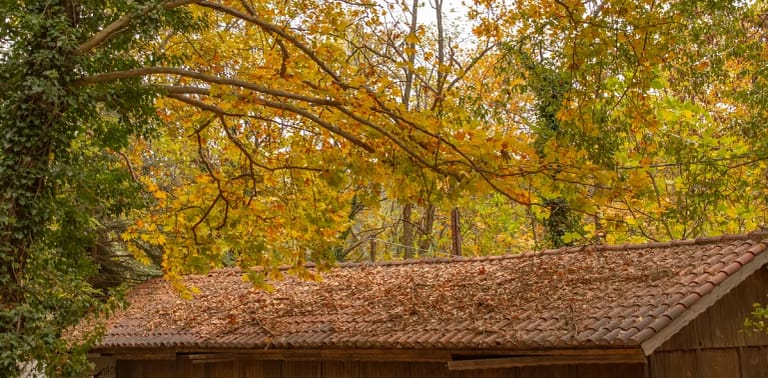 homeowner makes roof maintenance mistakes when failing to clear trees and debris