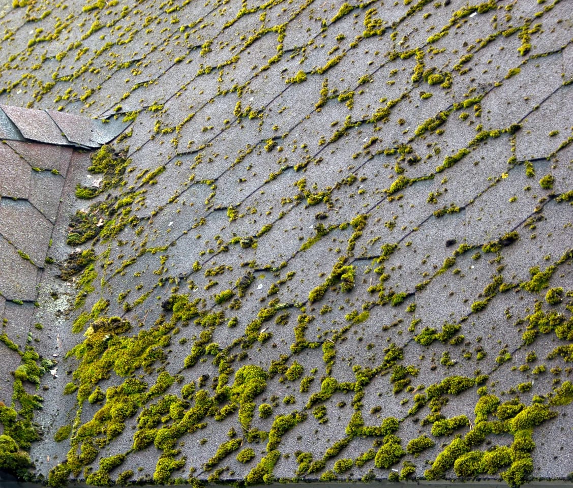 asphalt shingle roof with moss growth